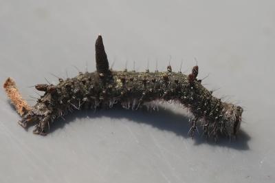 Catocala fulminea