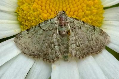 Pasiphila rectangulata