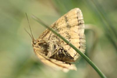 <i>Cleta filacearia</i>