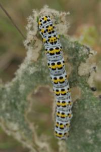 <i>Cucullia verbasci</i>