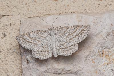 <i>Perconia strigillaria</i>