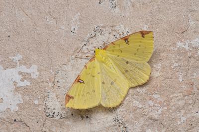 <i>Opisthograptis luteolata</i>