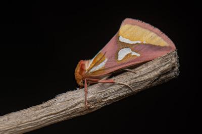 <i>Axia margarita</i>