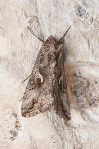 <i>Autographa gamma</i>