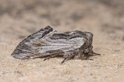 <i>Harpyia milhauseri</i>