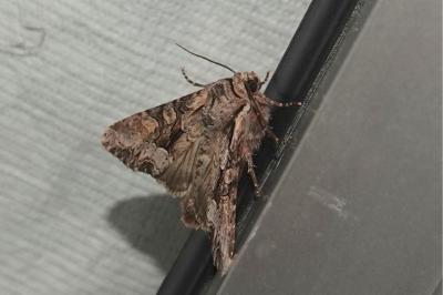 <i>Lacanobia w-latinum</i>