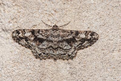 <i>Peribatodes umbraria umbraria</i>