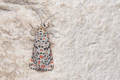 <i>Utetheisa pulchella</i>