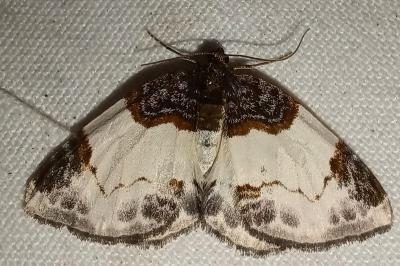 <i>Mesoleuca albicillata</i>