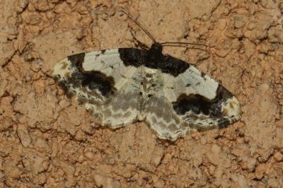 Ligdia adustata