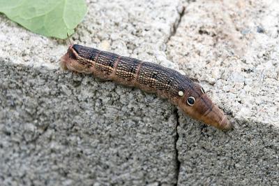 Hippotion celerio