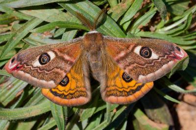 Saturnia pavoniella