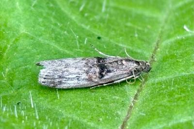 Nephopterix angustella
