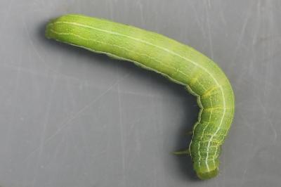 Orthosia gothica