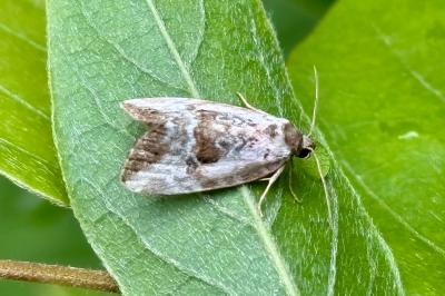Elaphria venustula
