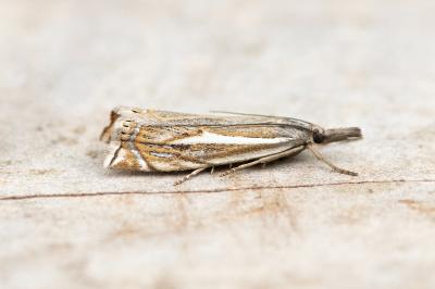 Crambus lathoniellus