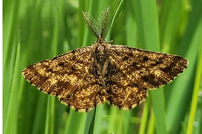 Ematurga atomaria
