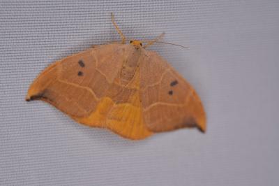 <i>Watsonalla binaria</i>