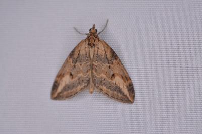 <i>Chesias isabella</i>
