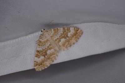 <i>Perizoma flavofasciata</i>
