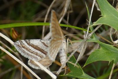 Scotopteryx coarctaria