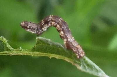 Ectropis crepuscularia