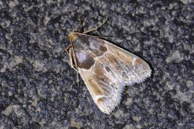Pyralis farinalis