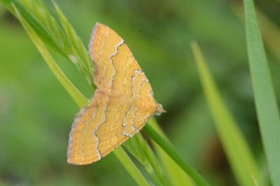 <i>Camptogramma bilineata</i>