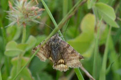<i>Euclidia glyphica</i>