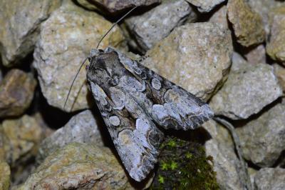 <i>Lacanobia w-latinum</i>