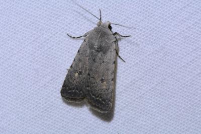 <i>Caradrina flavirena</i>