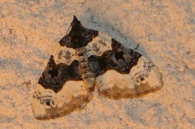 <i>Cosmorhoe ocellata</i>