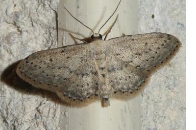<i>Idaea seriata</i>