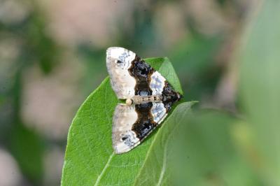 Cosmorhoe ocellata
