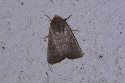 <i>Hoplodrina ambigua</i>