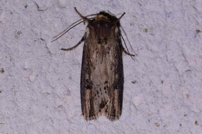<i>Axylia putris</i>