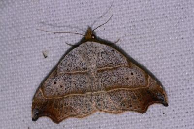 <i>Laspeyria flexula</i>
