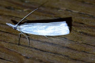 <i>Crambus perlellus</i>