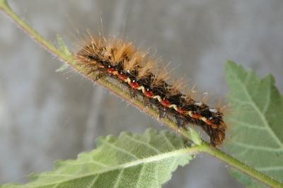 Acronicta rumicis