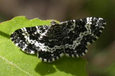 Epirrhoe hastulata