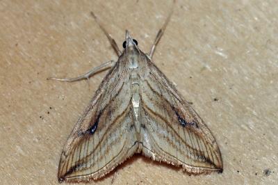 Evergestis forficalis