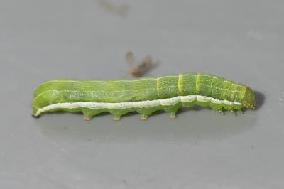 Orthosia gothica