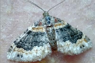 Xanthorhoe ferrugata