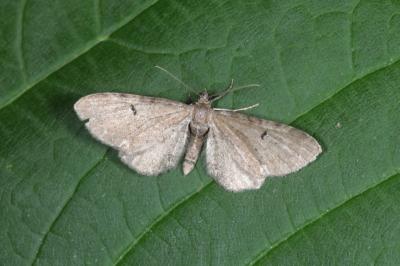 Eupithecia assimilata