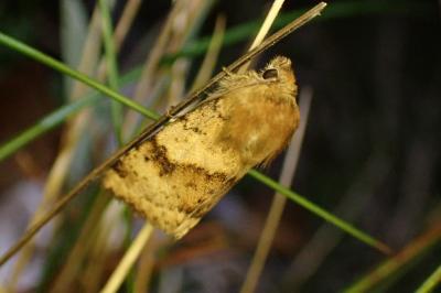 Heliothis viriplaca