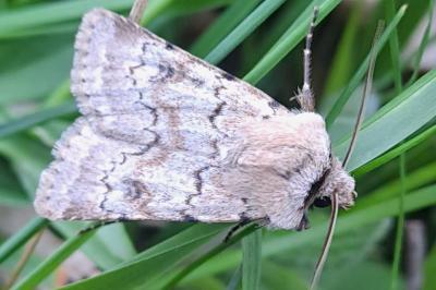 Agrotis cinerea