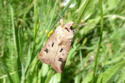 Agrotis exclamationis exclamationis