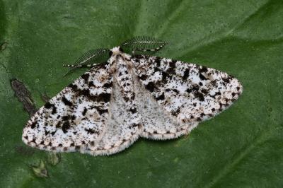Fagivorina arenaria