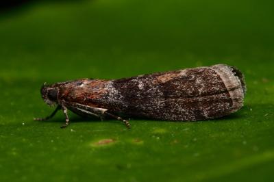 Sciota hostilis