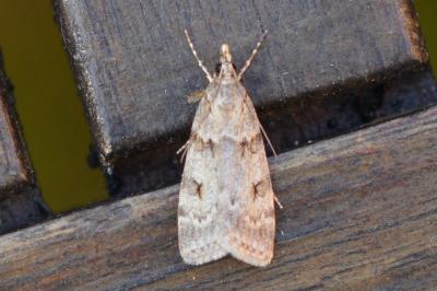 Scoparia subfusca